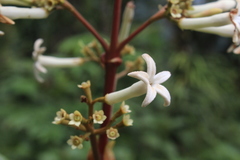 Ladenbergia brenesii