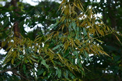 Quercus longinux