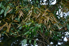 Quercus longinux
