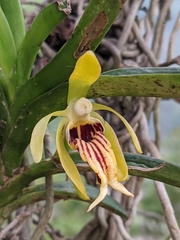 Vanda