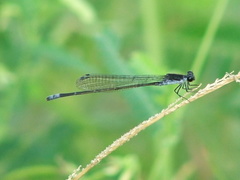 Pseudagrion commoniae