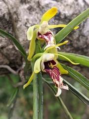 Vanda