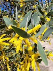Acacia pubifolia