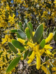 Acacia pubifolia