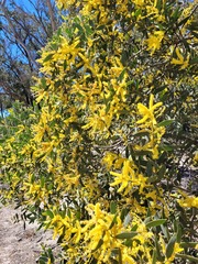 Acacia pubifolia