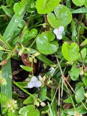 Murdannia loriformis