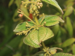 Miconia domociliata