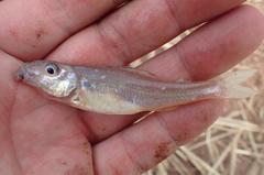 Percopsis omiscomaycus