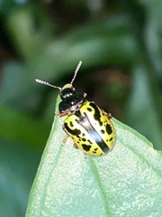 Calligrapha fulvipes