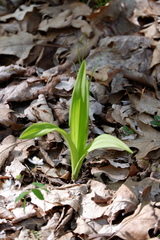 Veratrum hybridum