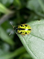 Calligrapha fulvipes