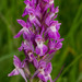 Dactylorhiza cordigera - Photo (c) Paul Cools, some rights reserved (CC BY-NC), uploaded by Paul Cools