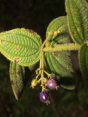Miconia domociliata