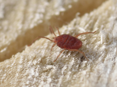 Smarididae