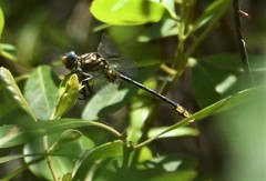 Hylogomphus geminatus