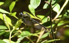 Hylogomphus geminatus