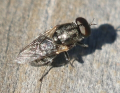 Adoxomyia