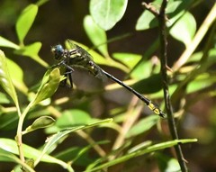 Hylogomphus geminatus