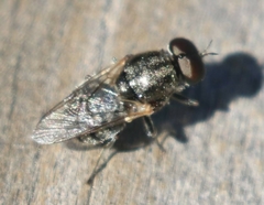 Adoxomyia