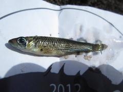 Fundulus lineolatus