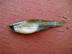 Fundulus dispar