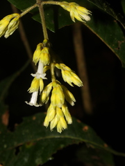Palicourea orosiana