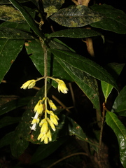 Image of Palicourea orosiana