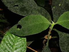 Hoffmannia areolata image