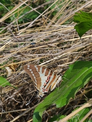 Graphium nomius