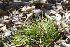 Carex pedunculata