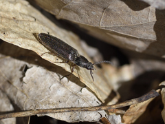 Sylvanelater cylindriformis