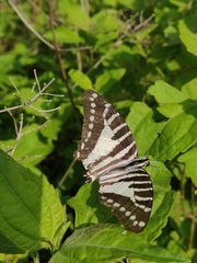 Graphium nomius