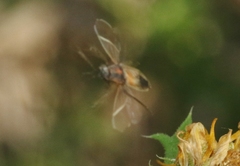 Ochrimnus carnosulus