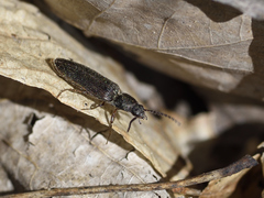 Sylvanelater cylindriformis