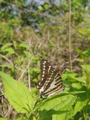 Graphium nomius