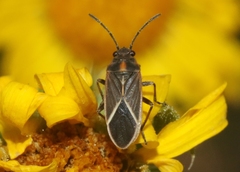 Ochrimnus carnosulus