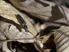 Sylvanelater cylindriformis