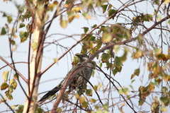 Anthochaera chrysoptera tasmanica