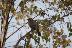 Anthochaera chrysoptera tasmanica