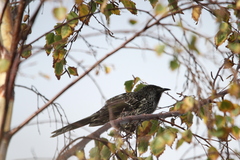 Anthochaera chrysoptera tasmanica