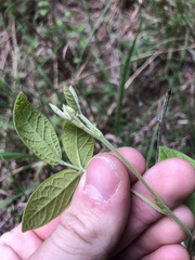 Rhynchosia tomentosa