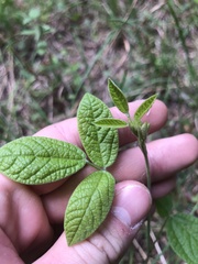 Rhynchosia tomentosa