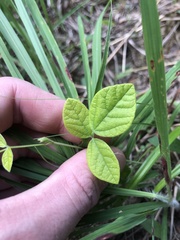 Rhynchosia tomentosa