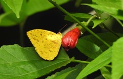 Phoebis argante
