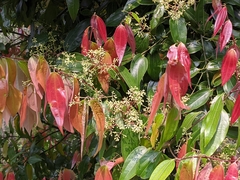 Cinnamomum tamala