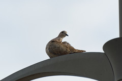Streptopelia decaocto