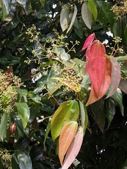 Cinnamomum tamala