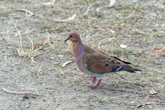 Zenaida aurita