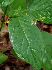Circaea canadensis