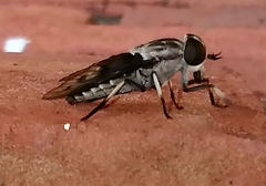 Tabanus trimaculatus